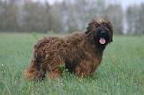 BRIARD 298